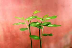 婚活成功のために両家顔合わせの準備はどうすればいい？