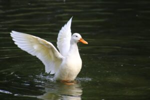 婚活で清潔感を保つための成功の秘訣は？