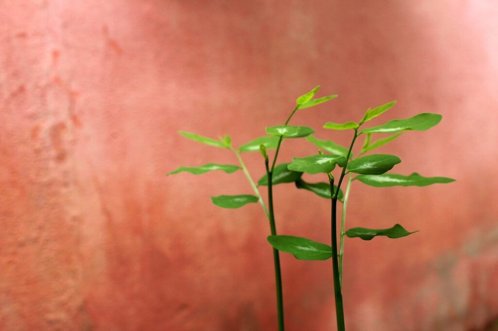 婚活におけるプロフィール作成のポイントと成婚への道筋は？